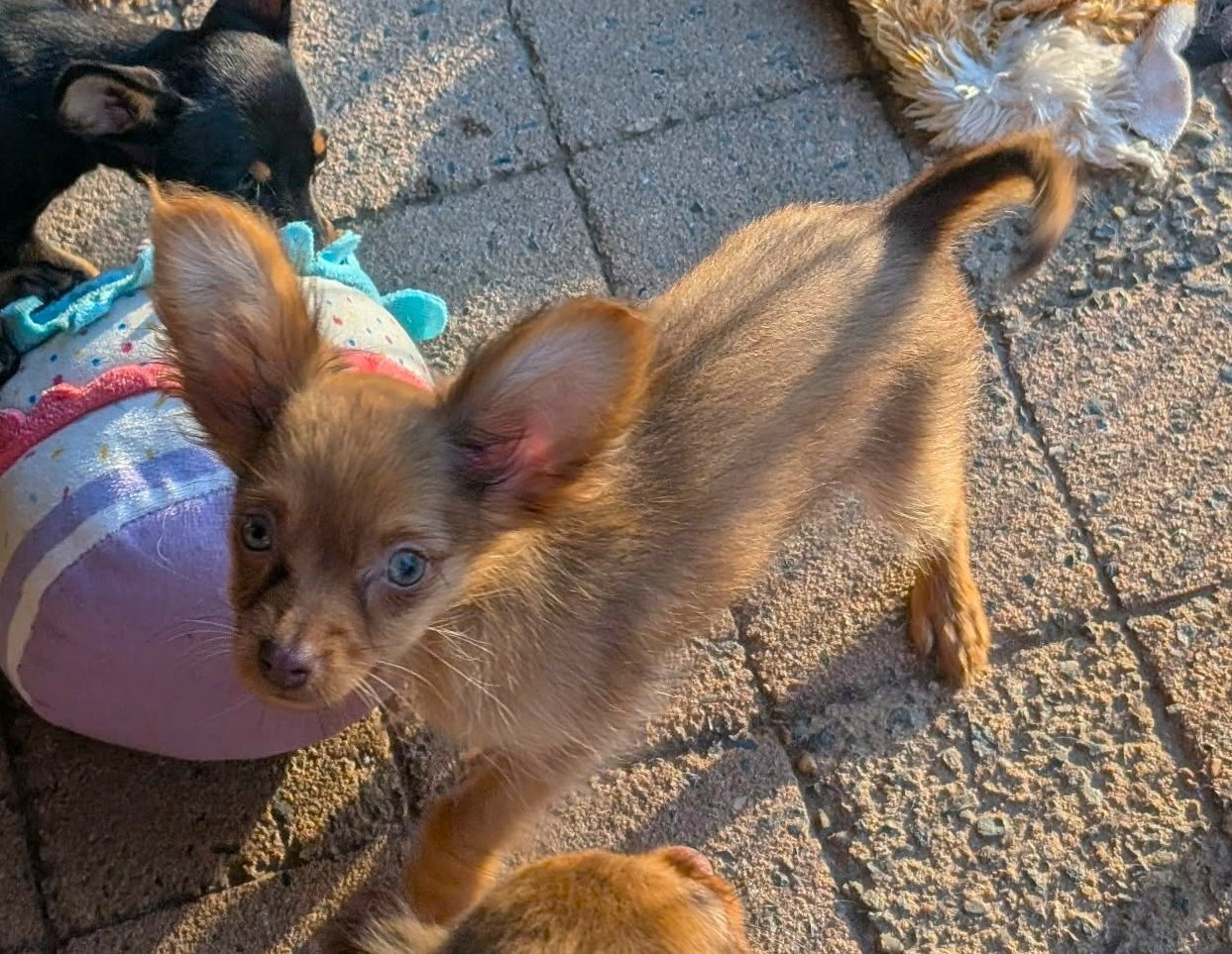 au Royaume D'ultra - Chiots disponibles - Russkiy Toy (Petit Chien Russe)