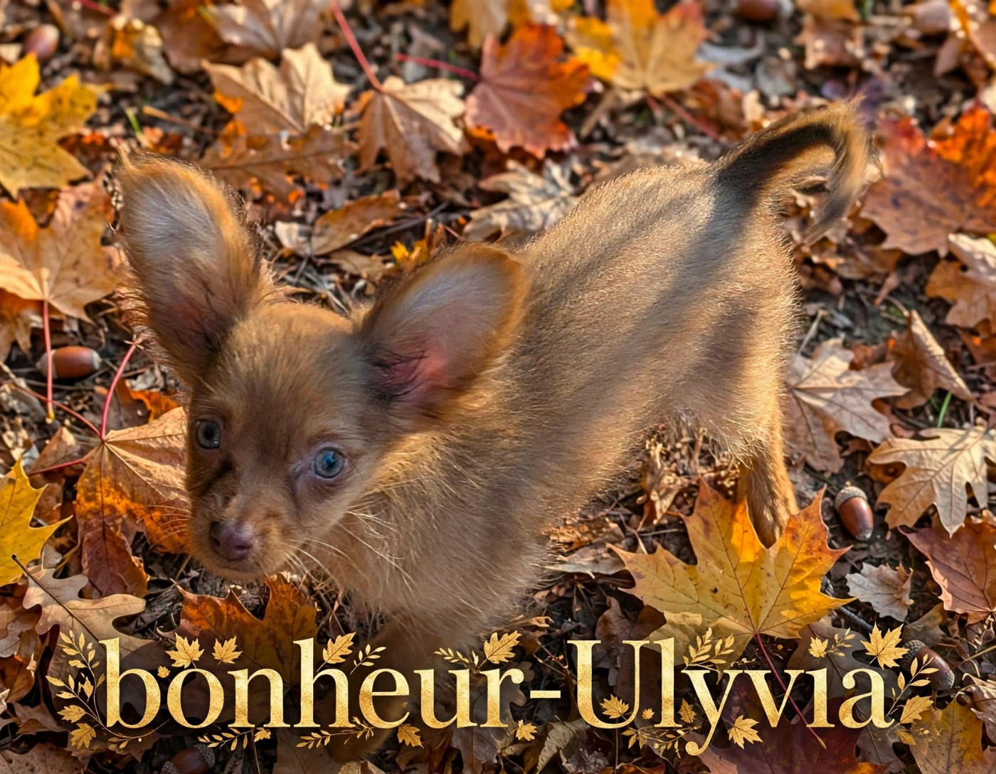 Chiot Russkiy Toy (Petit Chien Russe) au Royaume D'ultra