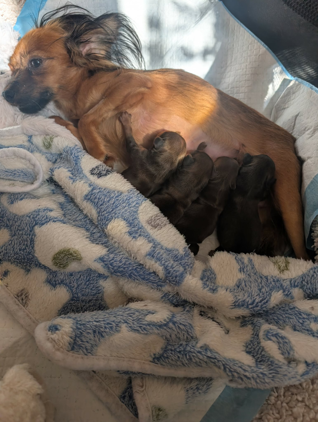 Chiot Russkiy Toy (Petit Chien Russe) au Royaume D'ultra