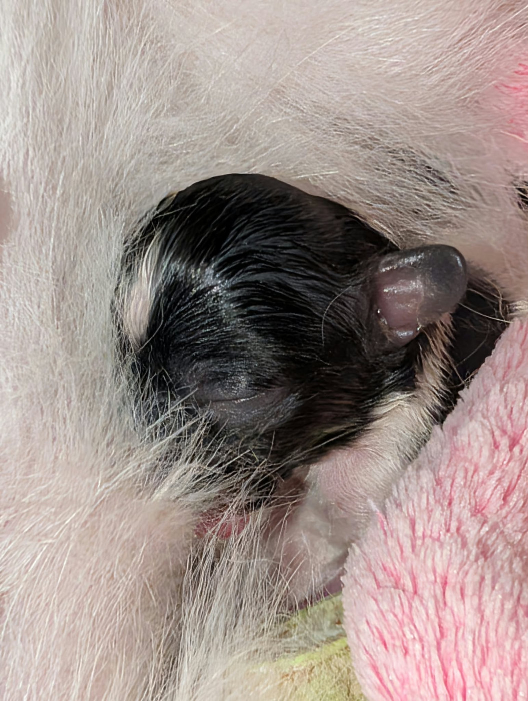 au Royaume D'ultra - Chiots disponibles - Epagneul nain Continental (Papillon)