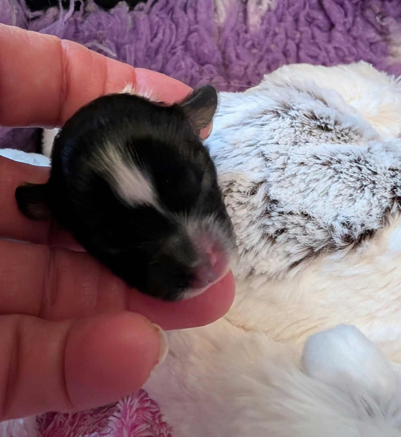 au Royaume D'ultra - Chiots disponibles - Epagneul nain Continental (Papillon)