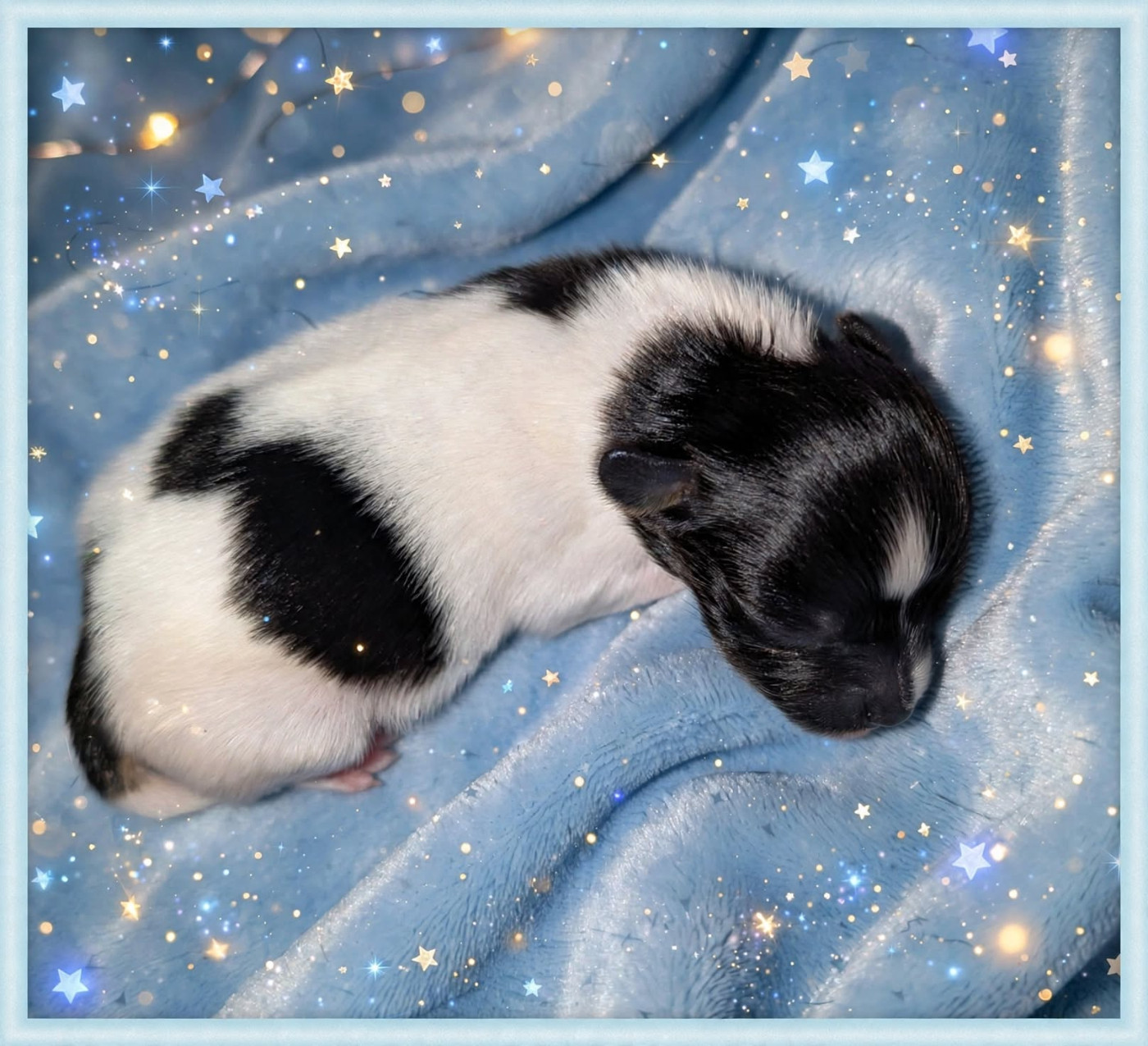 au Royaume D'ultra - Chiots disponibles - Epagneul nain Continental (Papillon)