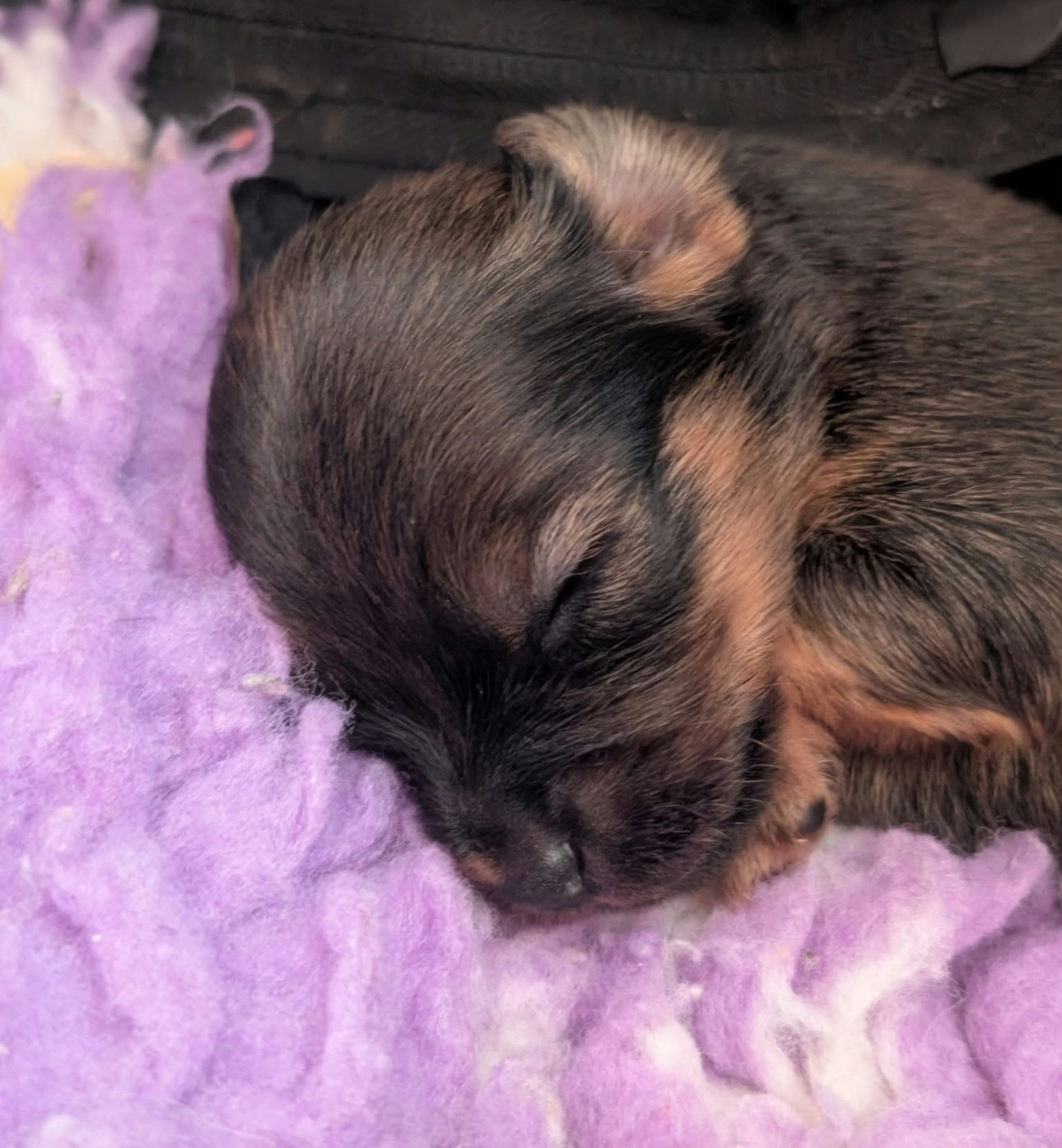 au Royaume D'ultra - Chiots disponibles - Russkiy Toy (Petit Chien Russe)