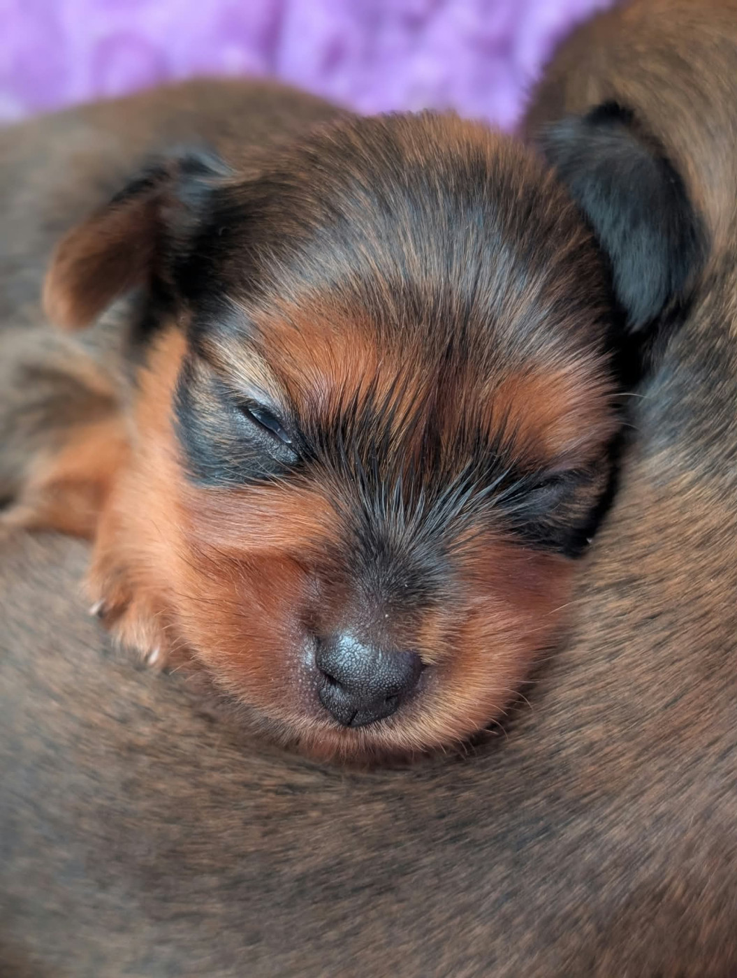 au Royaume D'ultra - Chiots disponibles - Russkiy Toy (Petit Chien Russe)