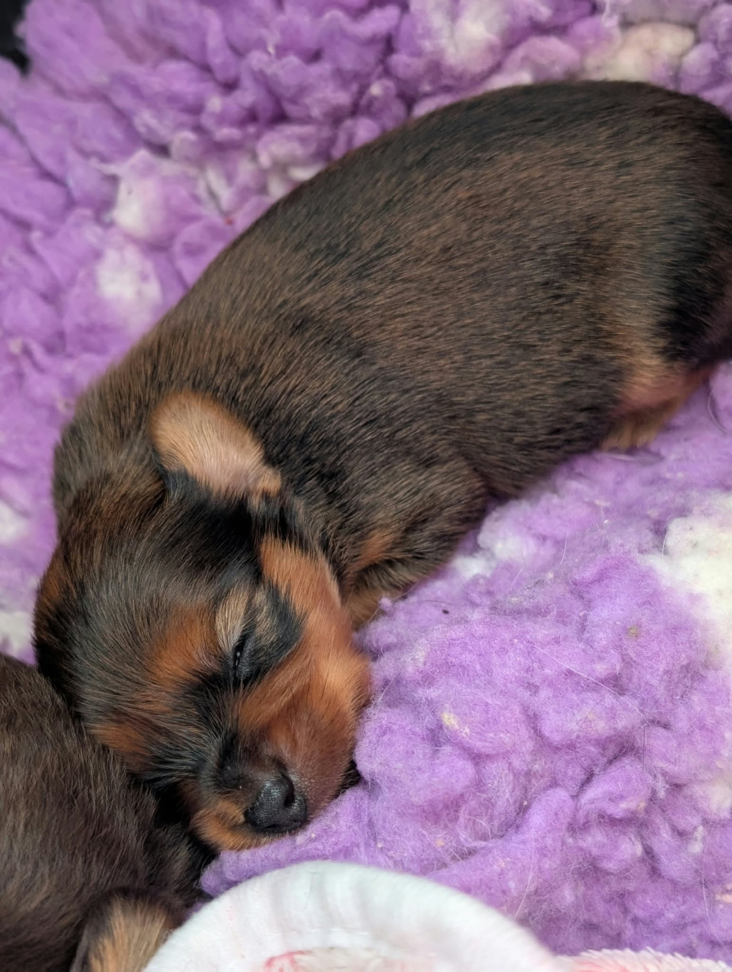 au Royaume D'ultra - Chiots disponibles - Russkiy Toy (Petit Chien Russe)
