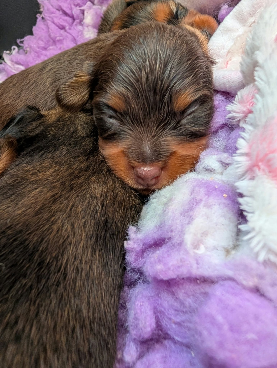 au Royaume D'ultra - Chiots disponibles - Russkiy Toy (Petit Chien Russe)