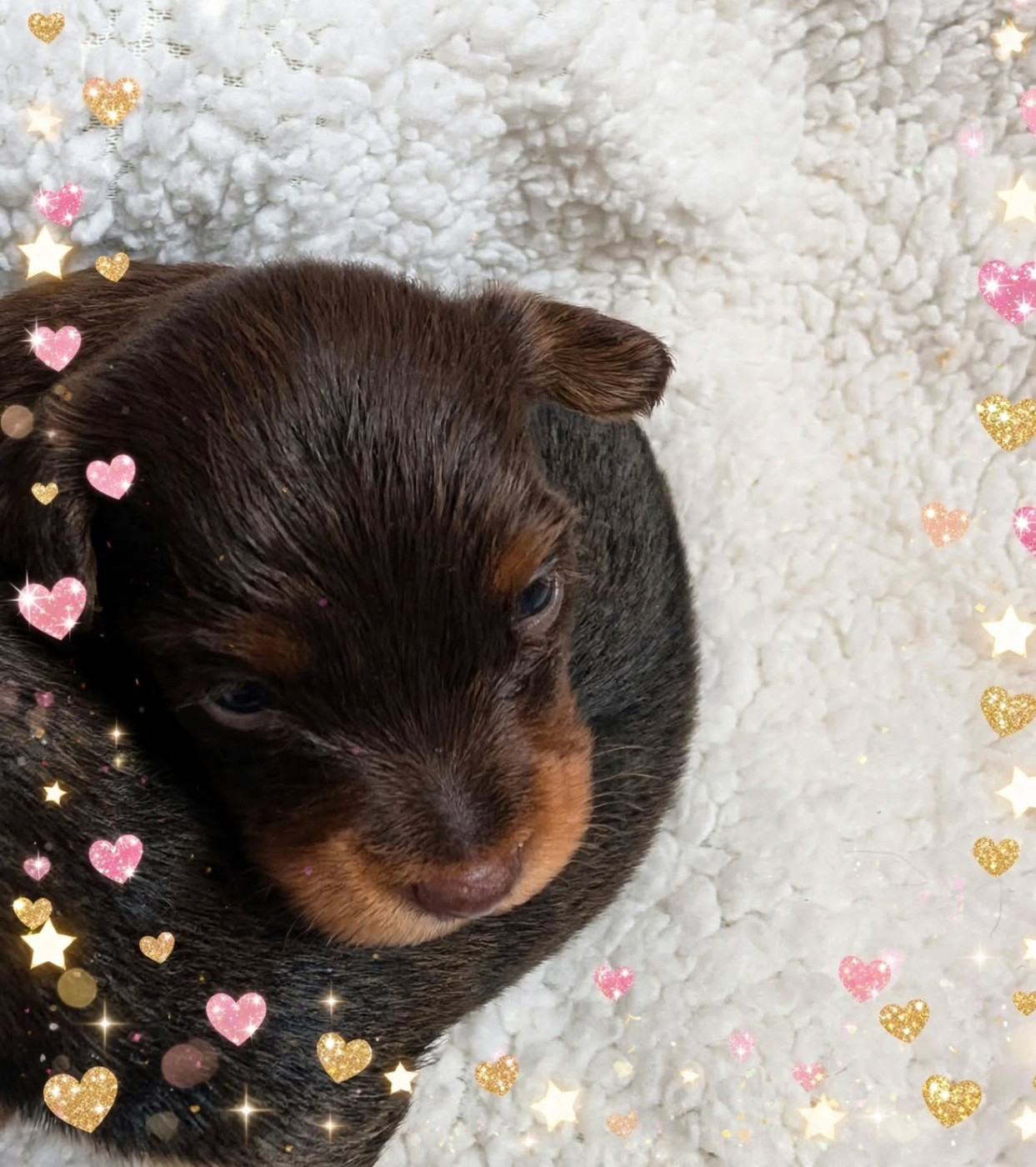 au Royaume D'ultra - Chiots disponibles - Russkiy Toy (Petit Chien Russe)