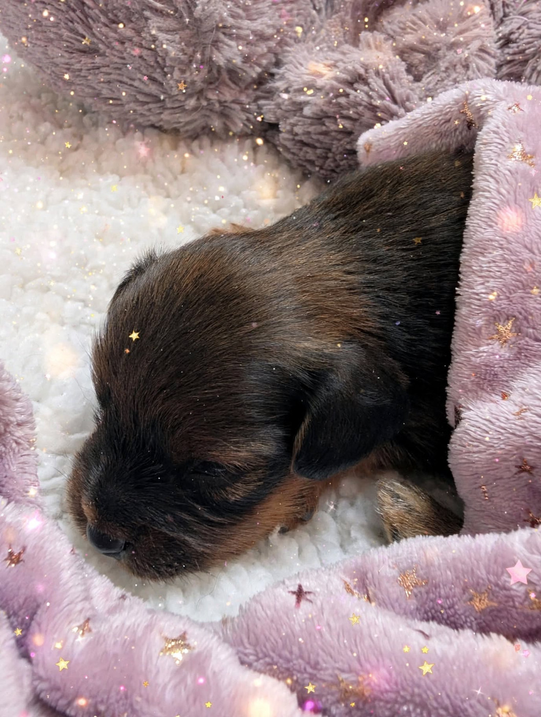 au Royaume D'ultra - Chiots disponibles - Russkiy Toy (Petit Chien Russe)