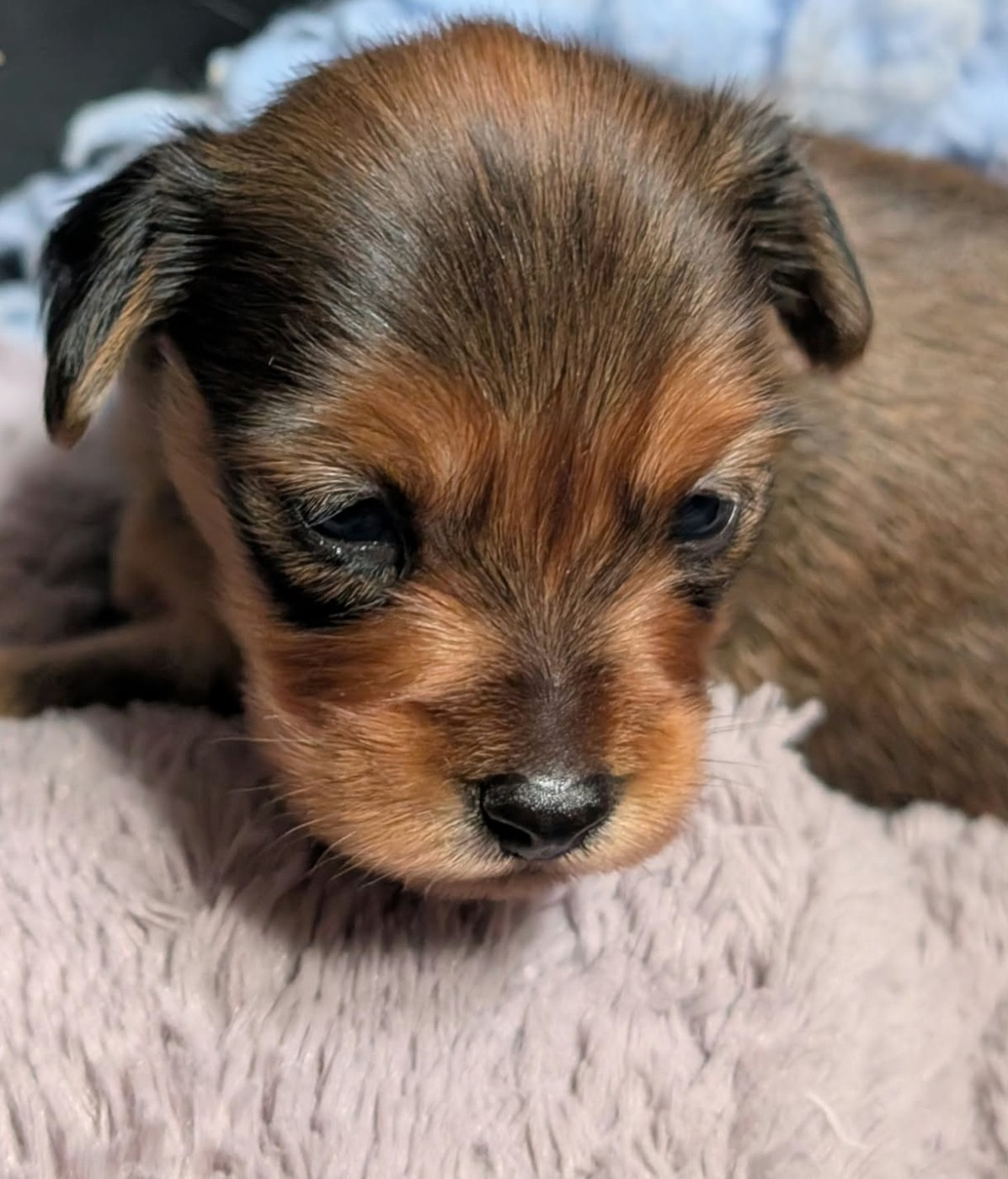 au Royaume D'ultra - Chiots disponibles - Russkiy Toy (Petit Chien Russe)