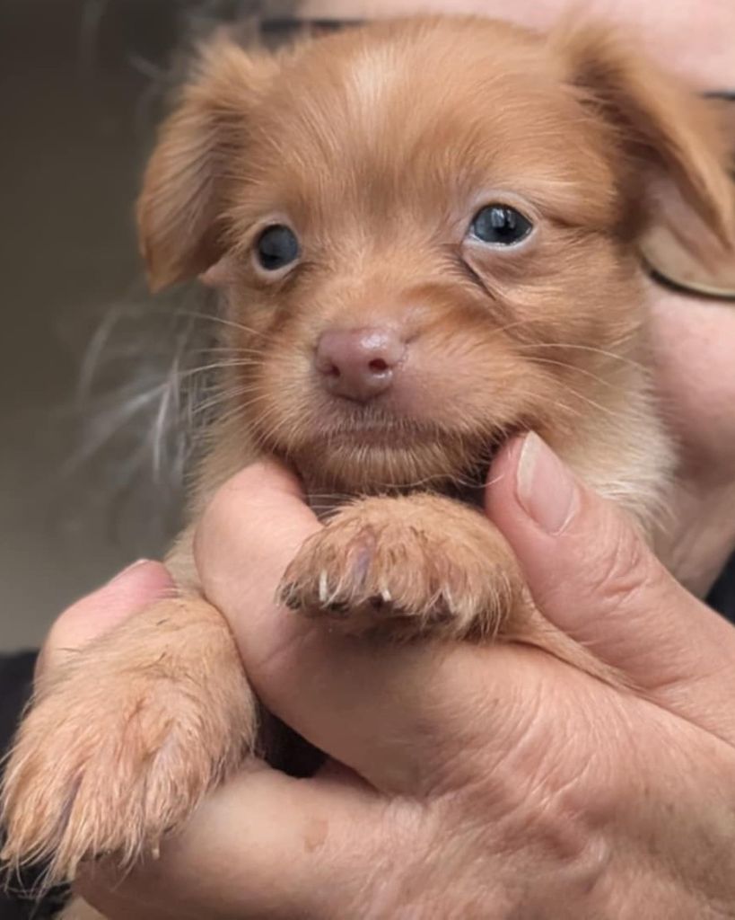au Royaume D'ultra - Chiots disponibles - Russkiy Toy (Petit Chien Russe)