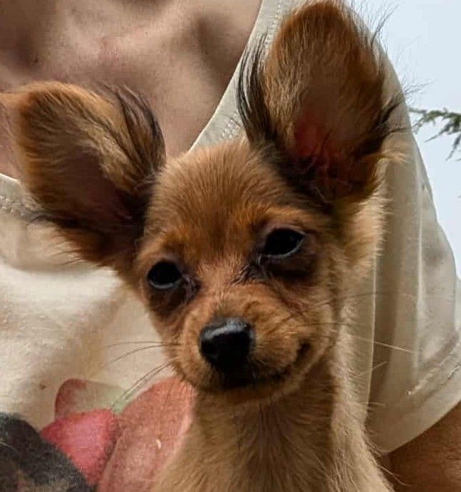au Royaume D'ultra - Russkiy Toy (Petit Chien Russe) - Portée née le 08/06/2025