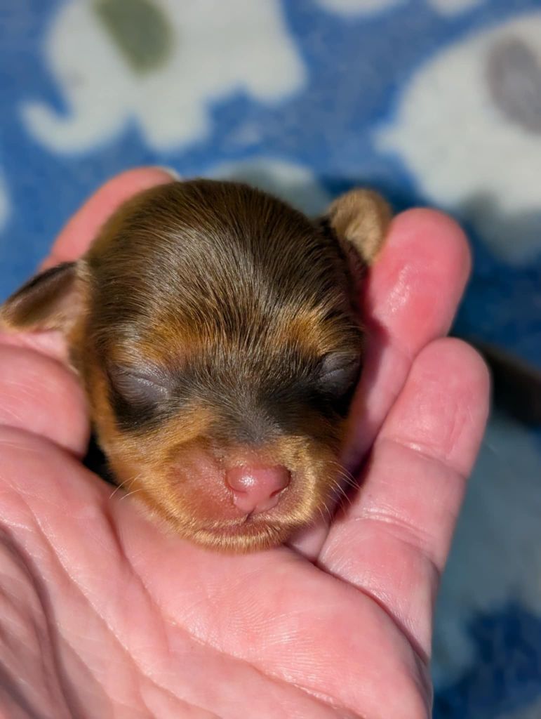 au Royaume D'ultra - Chiots disponibles - Russkiy Toy (Petit Chien Russe)