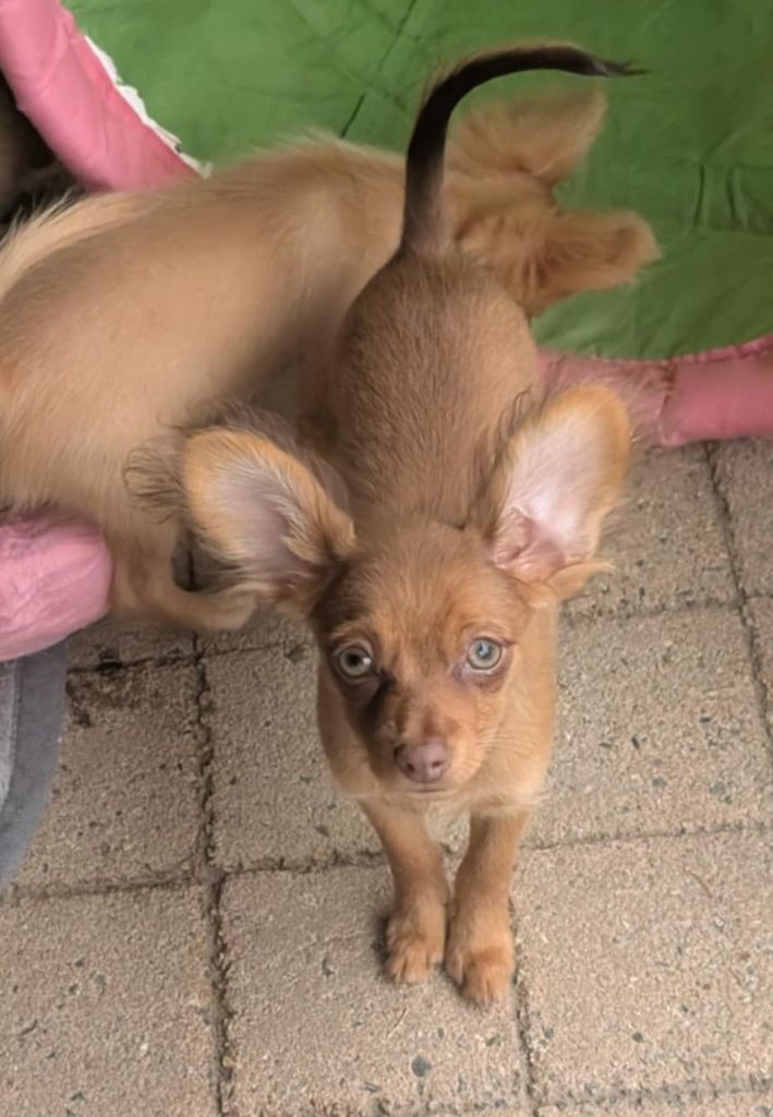 Chiot Russkiy Toy (Petit Chien Russe) au Royaume D'ultra