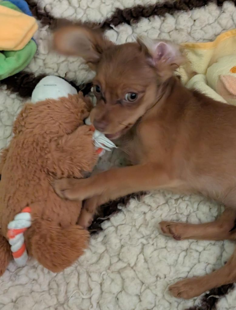 au Royaume D'ultra - Chiots disponibles - Russkiy Toy (Petit Chien Russe)