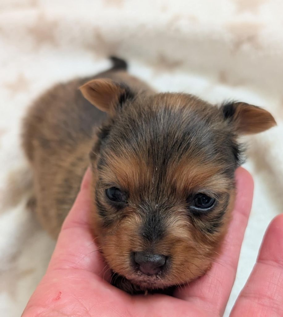au Royaume D'ultra - Chiots disponibles - Russkiy Toy (Petit Chien Russe)