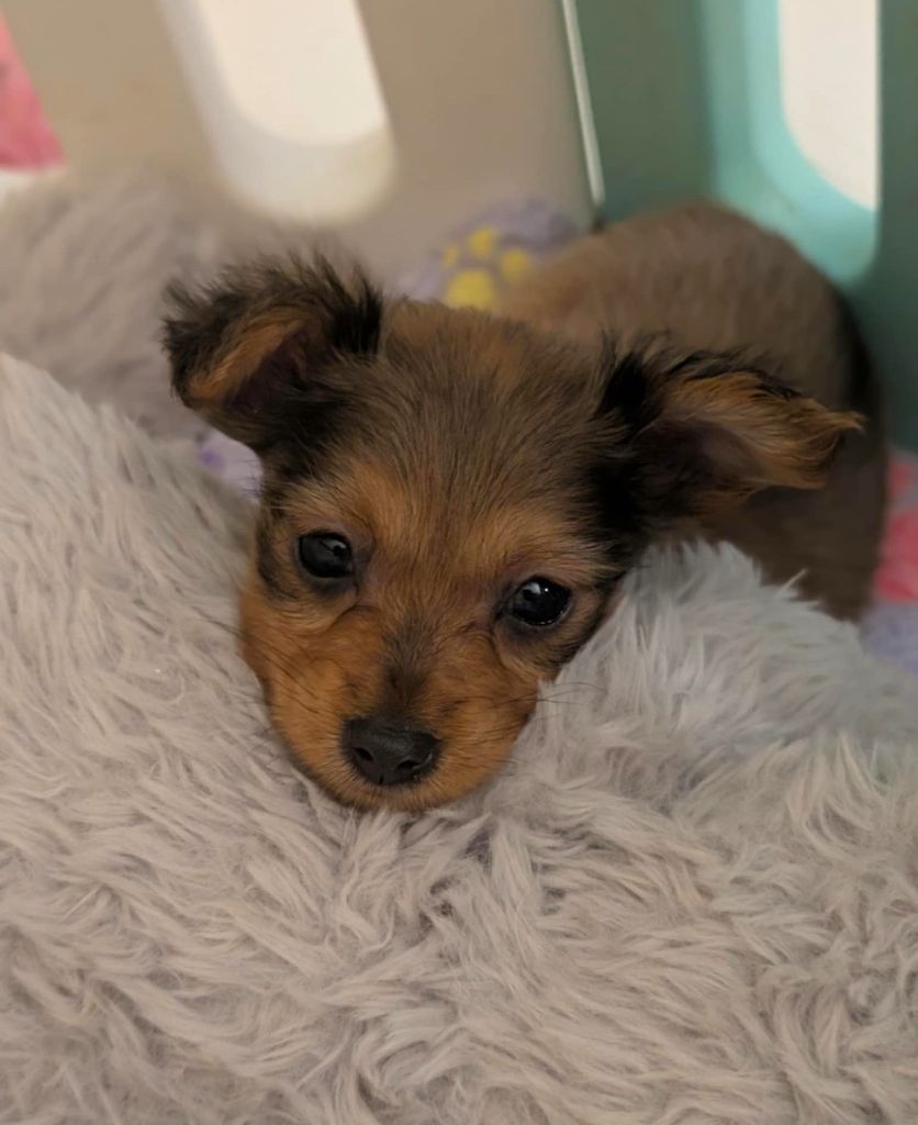 au Royaume D'ultra - Chiots disponibles - Russkiy Toy (Petit Chien Russe)