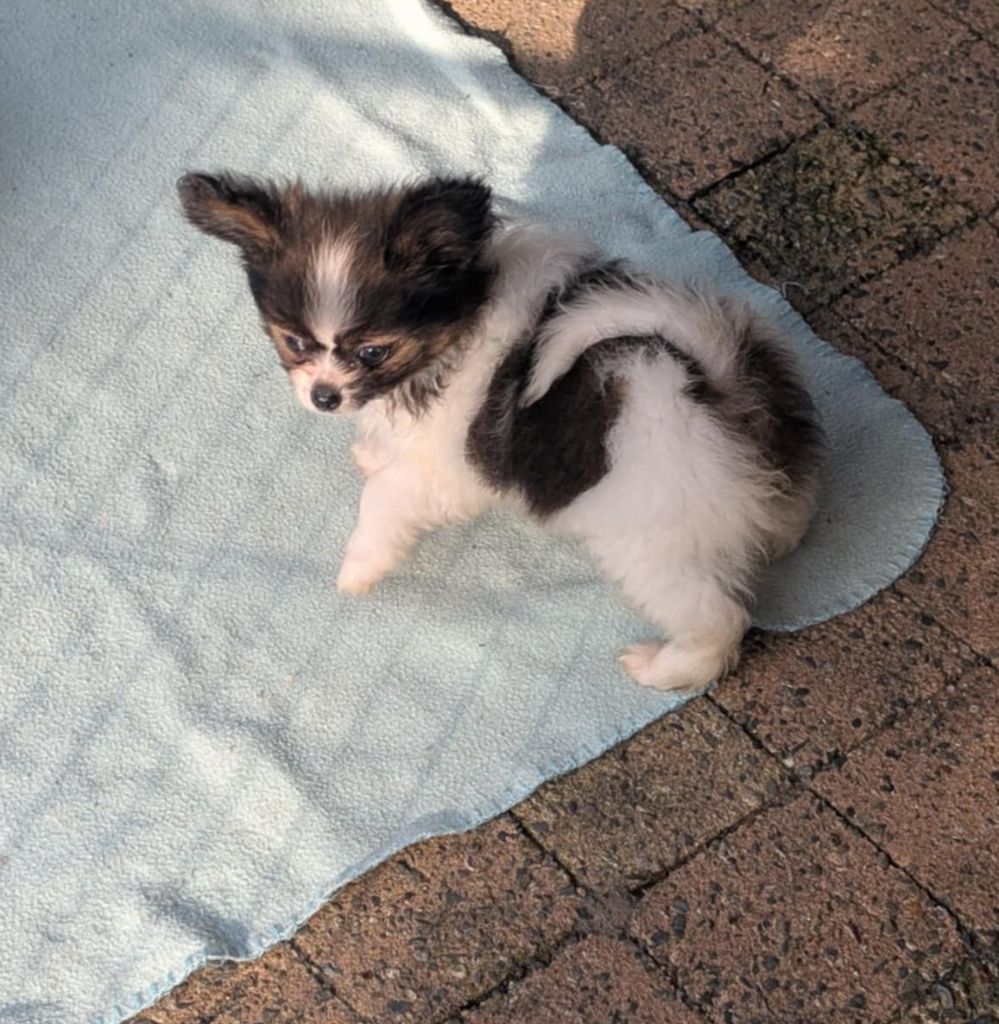 au Royaume D'ultra - Chiots disponibles - Epagneul nain Continental (Papillon)
