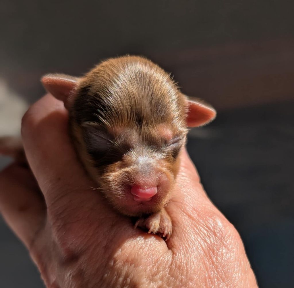 au Royaume D'ultra - Chiots disponibles - Russkiy Toy (Petit Chien Russe)