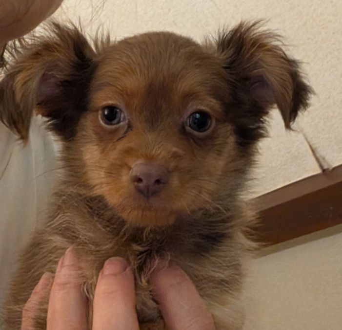 au Royaume D'ultra - Chiots disponibles - Russkiy Toy (Petit Chien Russe)