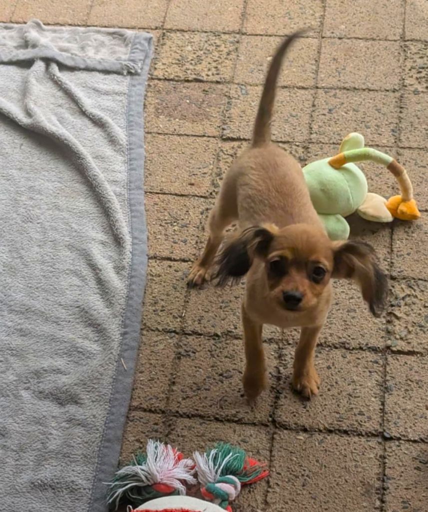 au Royaume D'ultra - Chiots disponibles - Russkiy Toy (Petit Chien Russe)
