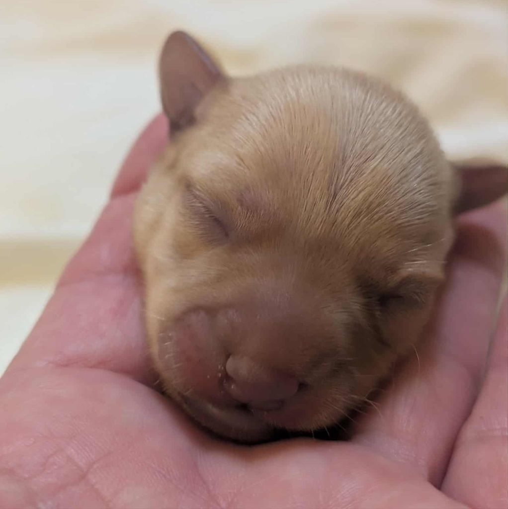 au Royaume D'ultra - Chiots disponibles - Russkiy Toy (Petit Chien Russe)