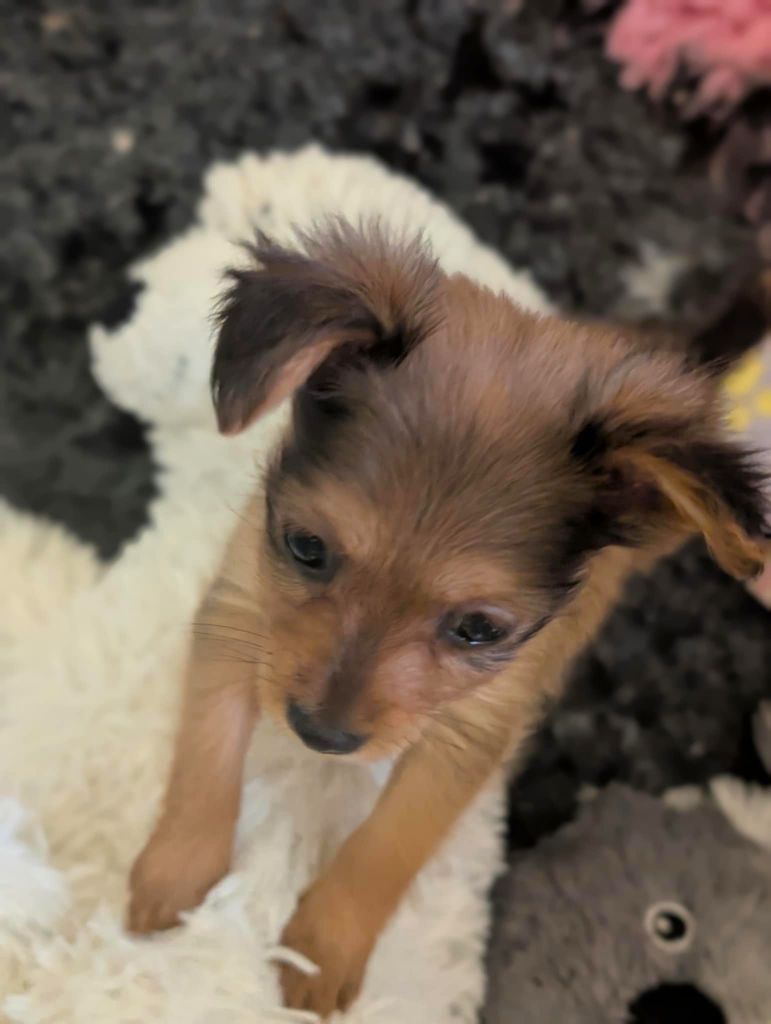 au Royaume D'ultra - Chiots disponibles - Russkiy Toy (Petit Chien Russe)