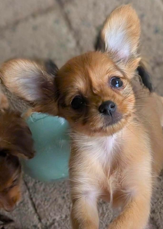 au Royaume D'ultra - Chiots disponibles - Russkiy Toy (Petit Chien Russe)