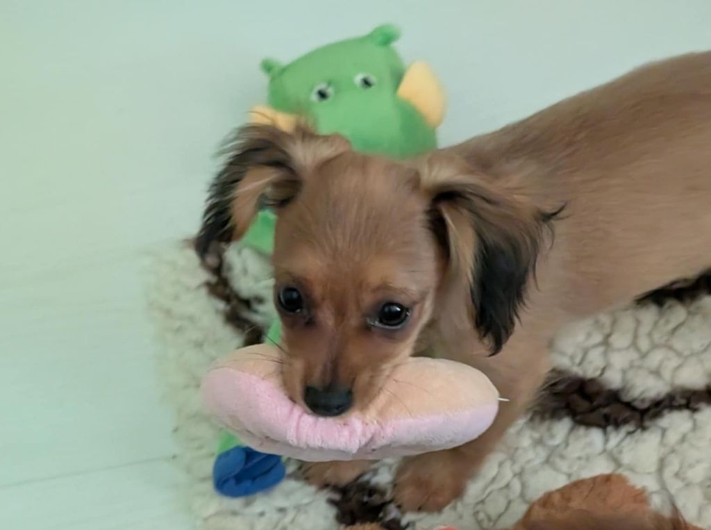 au Royaume D'ultra - Chiots disponibles - Russkiy Toy (Petit Chien Russe)