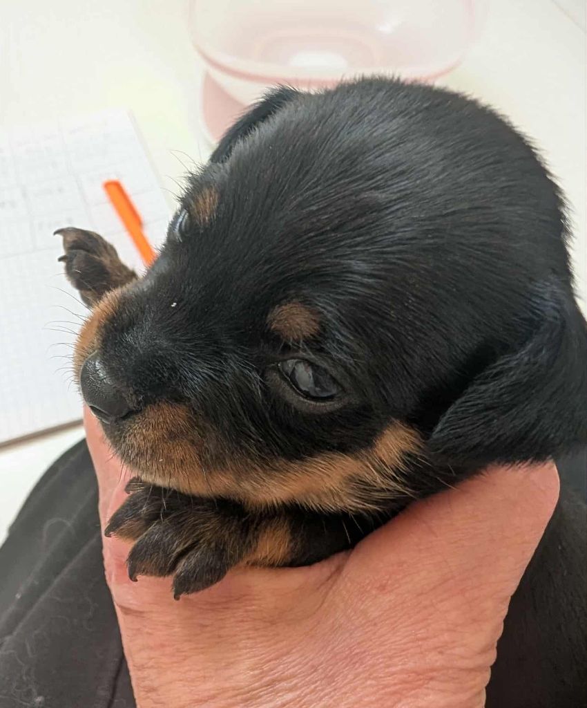 au Royaume D'ultra - Chiots disponibles - Russkiy Toy (Petit Chien Russe)
