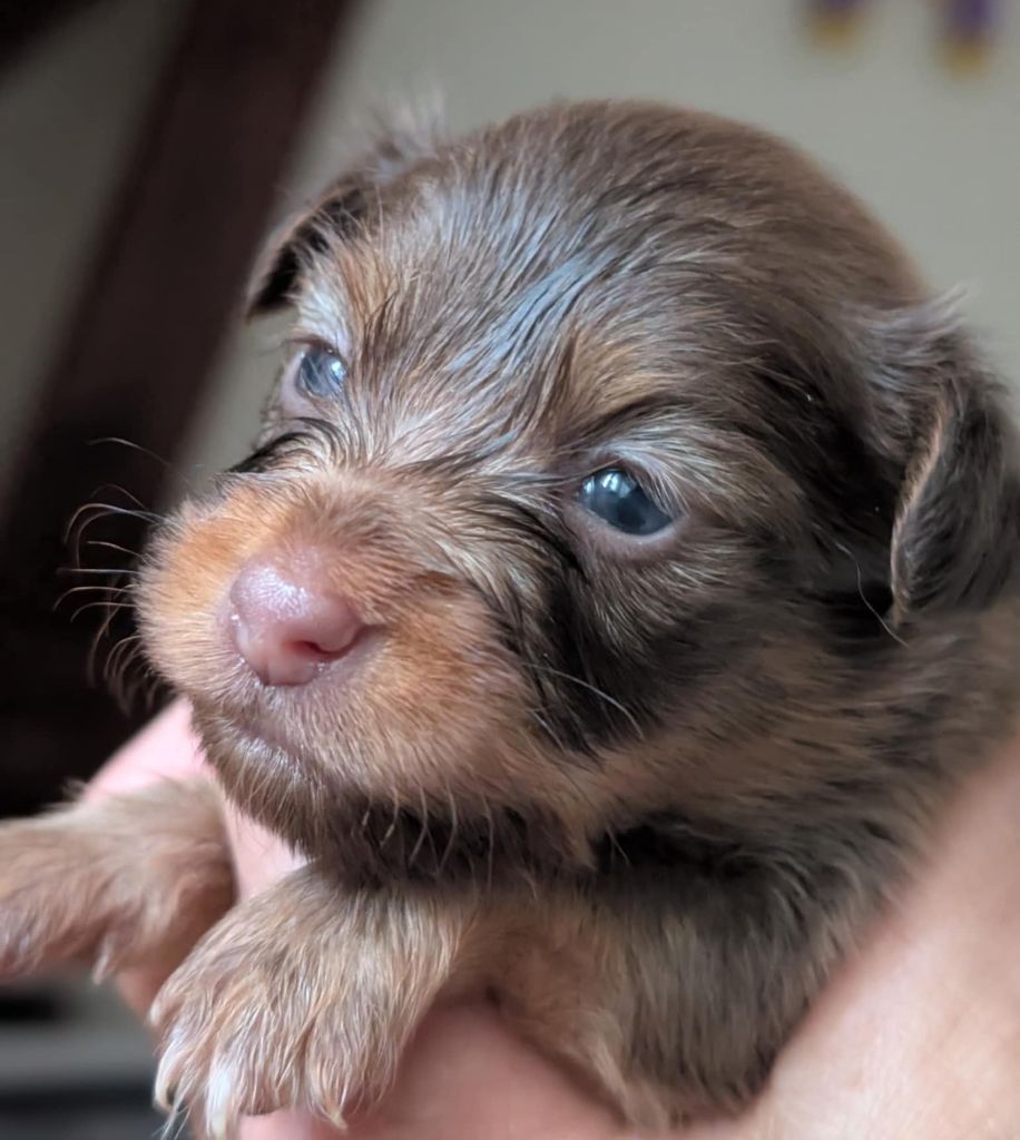 au Royaume D'ultra - Chiots disponibles - Russkiy Toy (Petit Chien Russe)