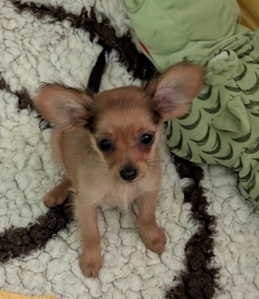 au Royaume D'ultra - Chiots disponibles - Russkiy Toy (Petit Chien Russe)