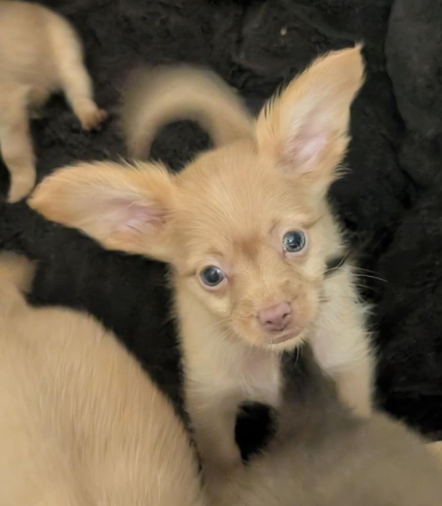 au Royaume D'ultra - Chiots disponibles - Russkiy Toy (Petit Chien Russe)
