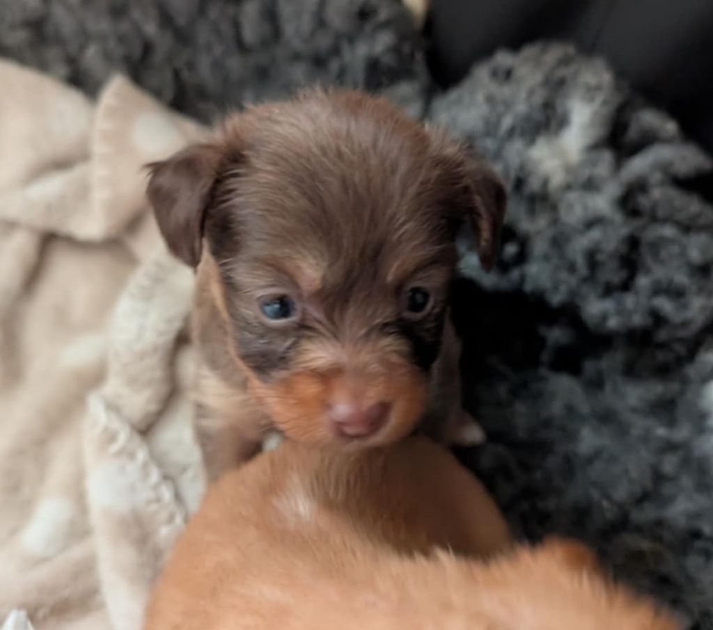 au Royaume D'ultra - Chiots disponibles - Russkiy Toy (Petit Chien Russe)