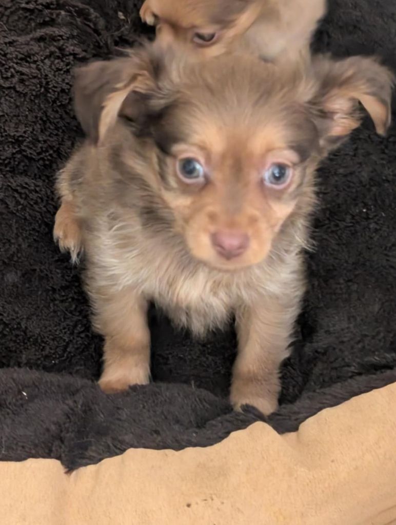 au Royaume D'ultra - Chiots disponibles - Russkiy Toy (Petit Chien Russe)