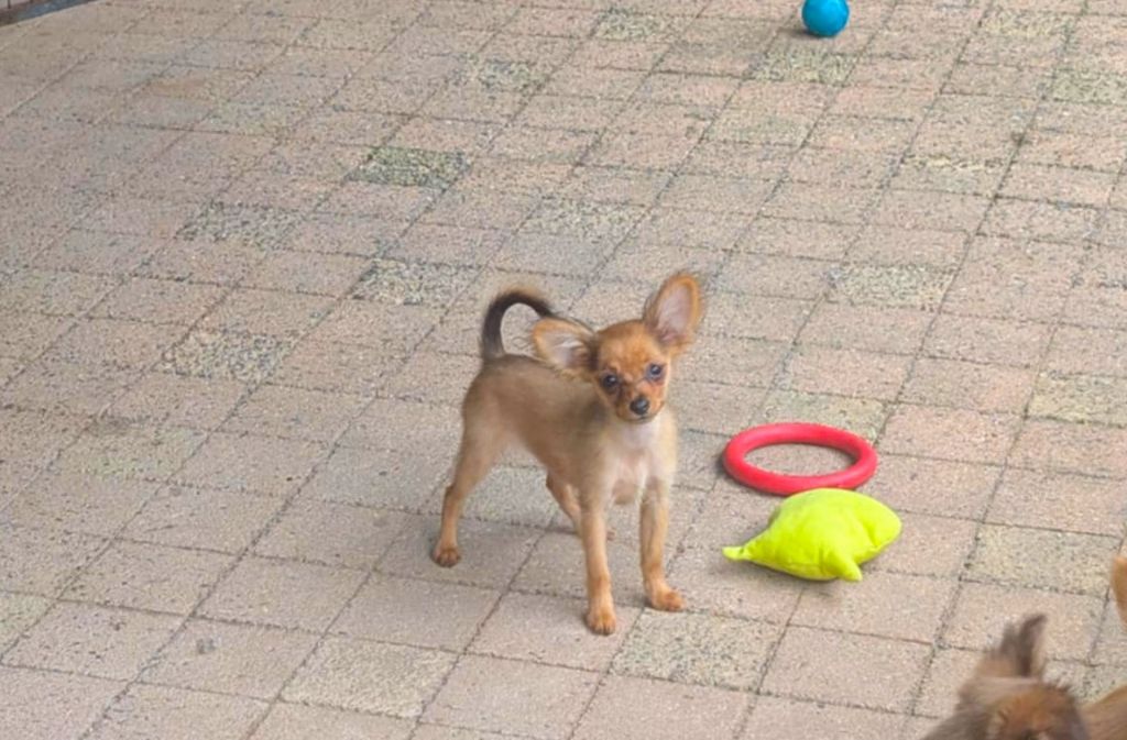 au Royaume D'ultra - Chiots disponibles - Russkiy Toy (Petit Chien Russe)
