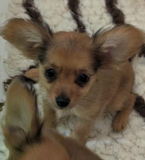 au Royaume D'ultra - Chiots disponibles - Russkiy Toy (Petit Chien Russe)