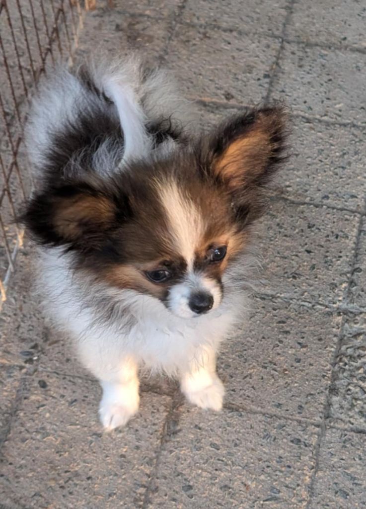 au Royaume D'ultra - Chiots disponibles - Epagneul nain Continental (Papillon)