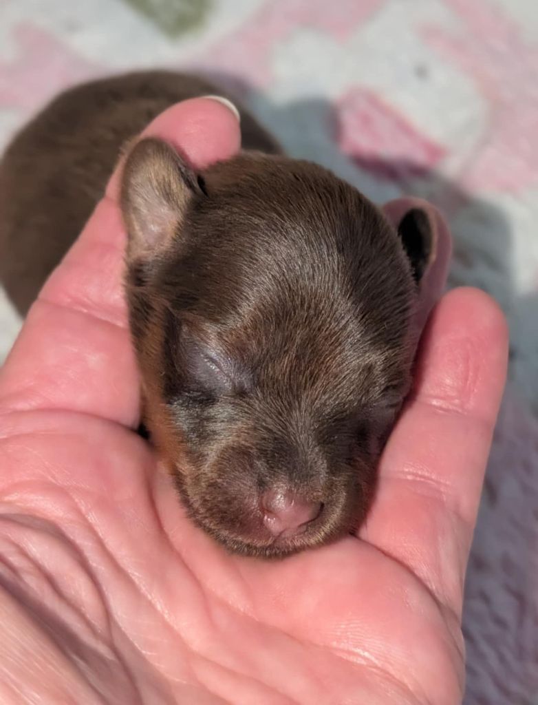 au Royaume D'ultra - Chiots disponibles - Russkiy Toy (Petit Chien Russe)