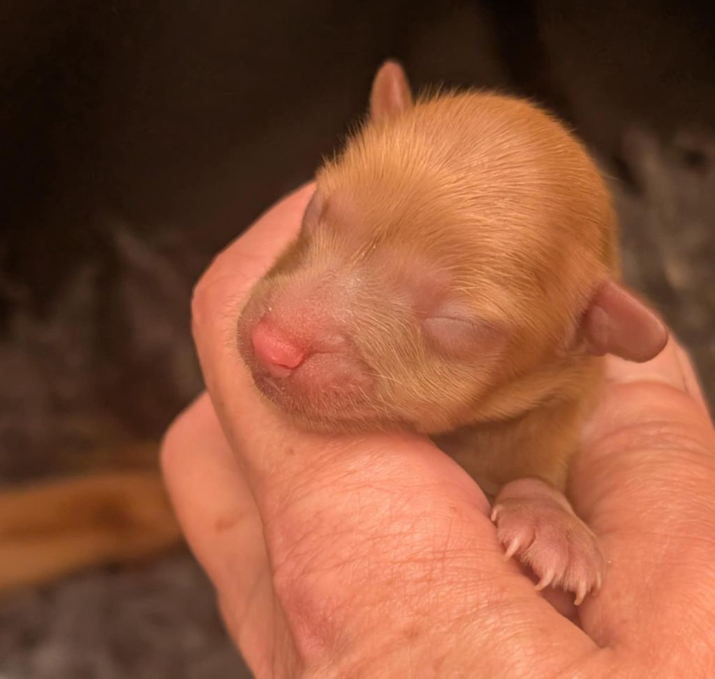 au Royaume D'ultra - Chiots disponibles - Russkiy Toy (Petit Chien Russe)