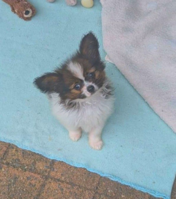 au Royaume D'ultra - Chiots disponibles - Epagneul nain Continental (Papillon)