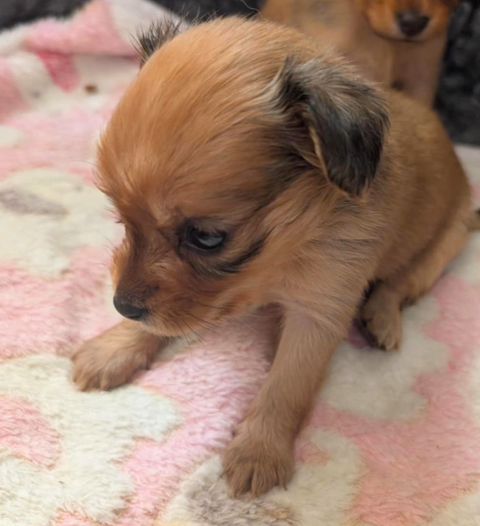 au Royaume D'ultra - Chiots disponibles - Russkiy Toy (Petit Chien Russe)