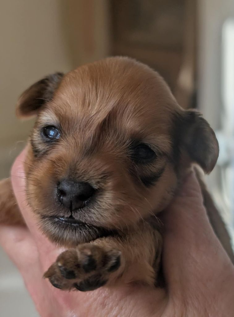 au Royaume D'ultra - Chiots disponibles - Russkiy Toy (Petit Chien Russe)