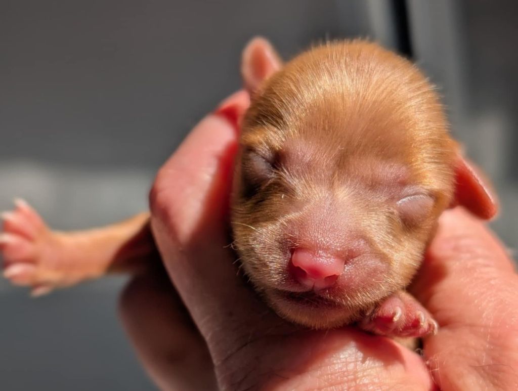 au Royaume D'ultra - Chiots disponibles - Russkiy Toy (Petit Chien Russe)