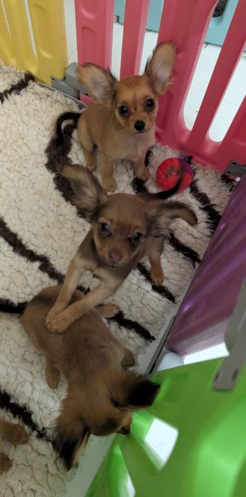 au Royaume D'ultra - Chiots disponibles - Russkiy Toy (Petit Chien Russe)