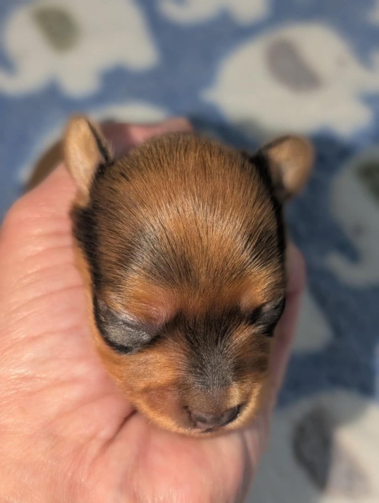 au Royaume D'ultra - Chiots disponibles - Russkiy Toy (Petit Chien Russe)
