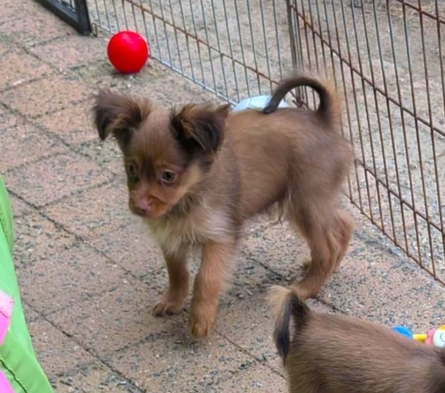 au Royaume D'ultra - Chiots disponibles - Russkiy Toy (Petit Chien Russe)