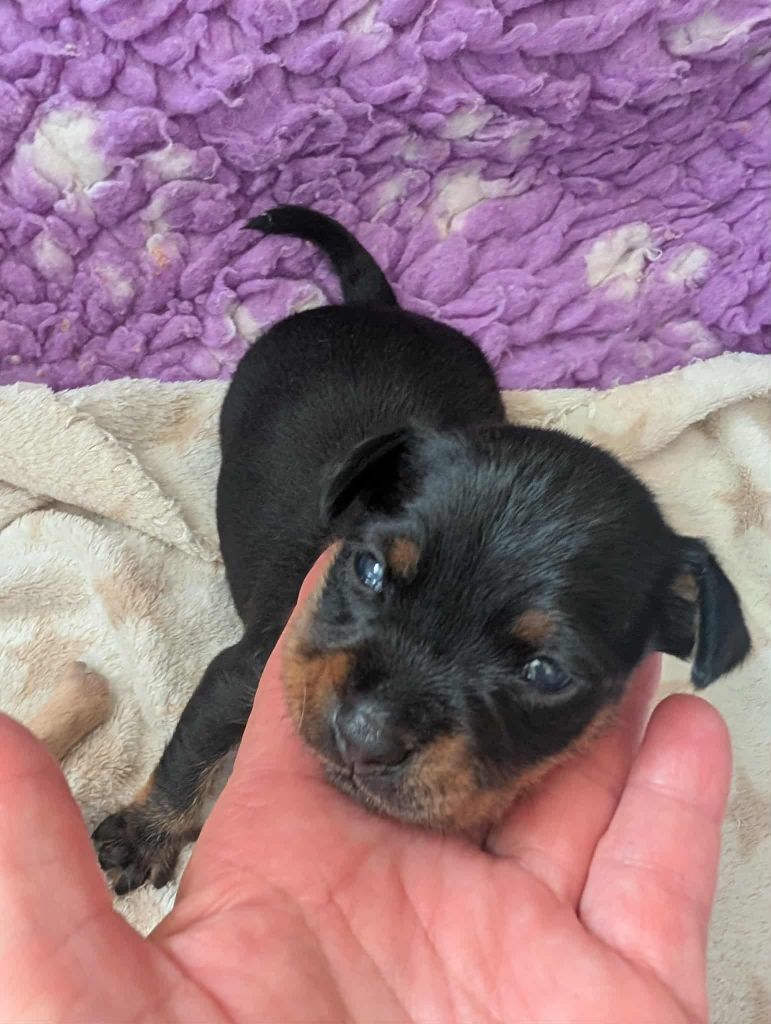 au Royaume D'ultra - Chiots disponibles - Russkiy Toy (Petit Chien Russe)