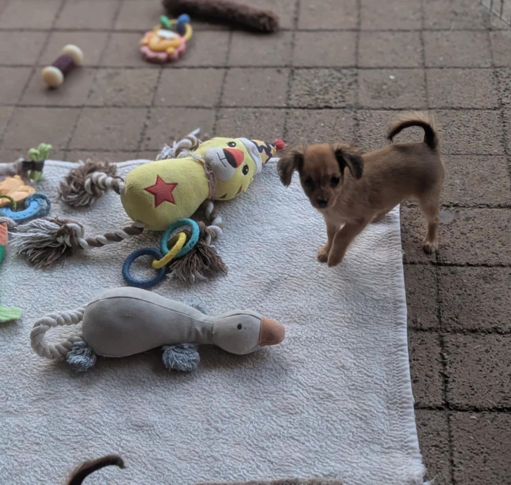 au Royaume D'ultra - Chiots disponibles - Russkiy Toy (Petit Chien Russe)