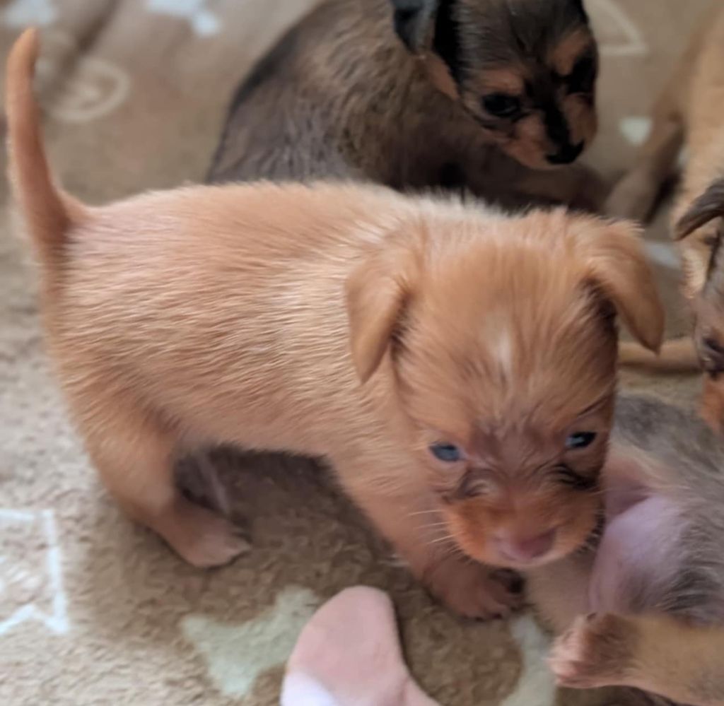 au Royaume D'ultra - Chiots disponibles - Russkiy Toy (Petit Chien Russe)