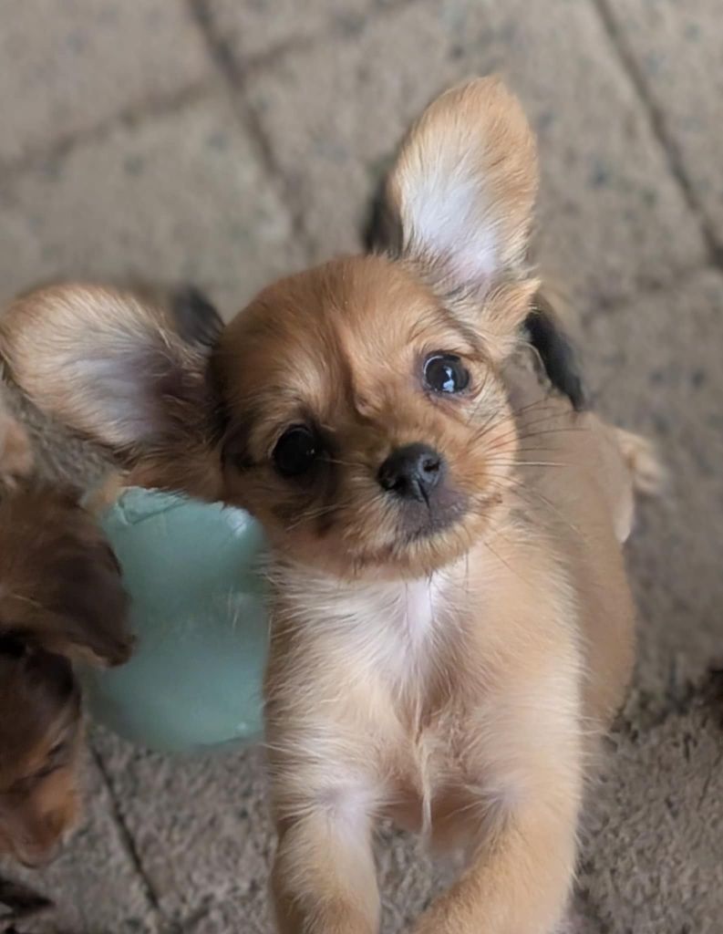 au Royaume D'ultra - Chiots disponibles - Russkiy Toy (Petit Chien Russe)